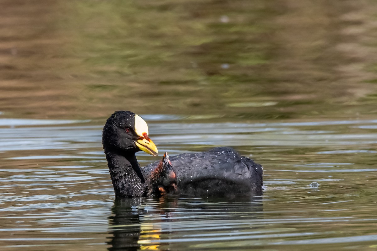 Red-gartered Coot - ML642228816