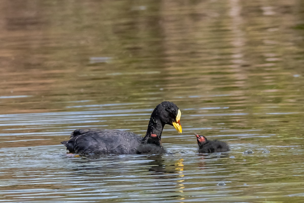 Red-gartered Coot - ML642228818
