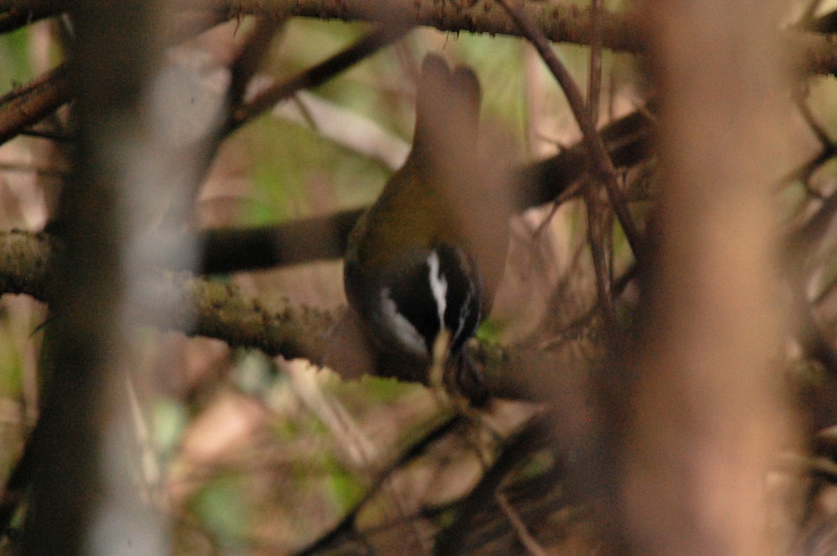 Moss-backed Sparrow - ML642228829
