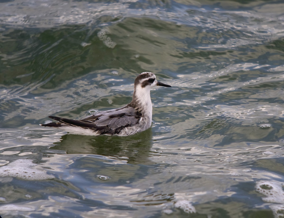Red Phalarope - ML642228832