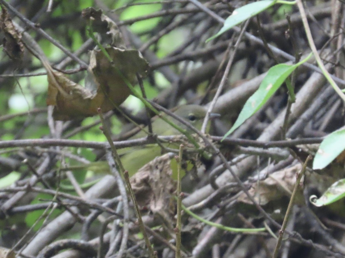 Mourning Warbler - ML642228859