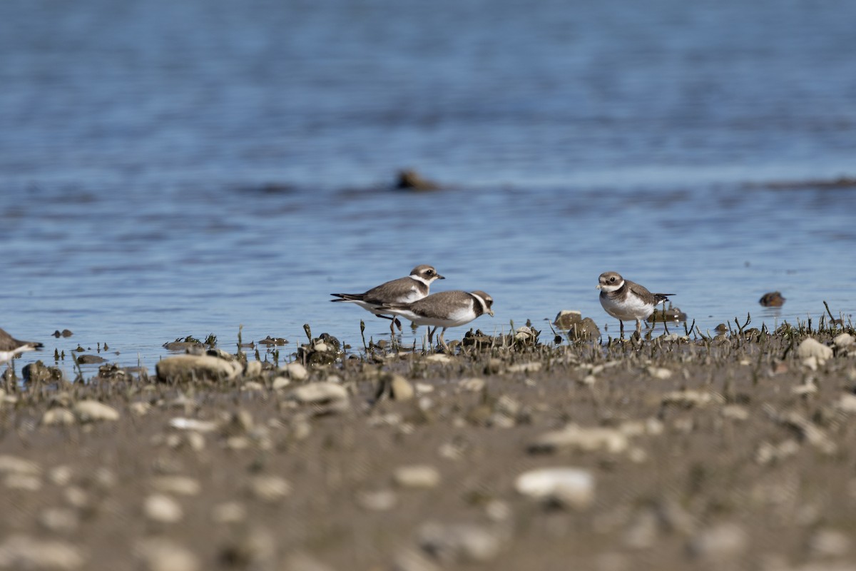 Common Ringed Plover - ML642228874