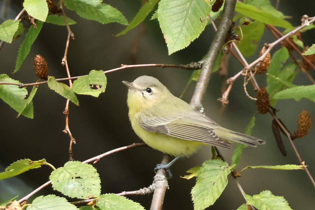 Philadelphia Vireo - ML642228889