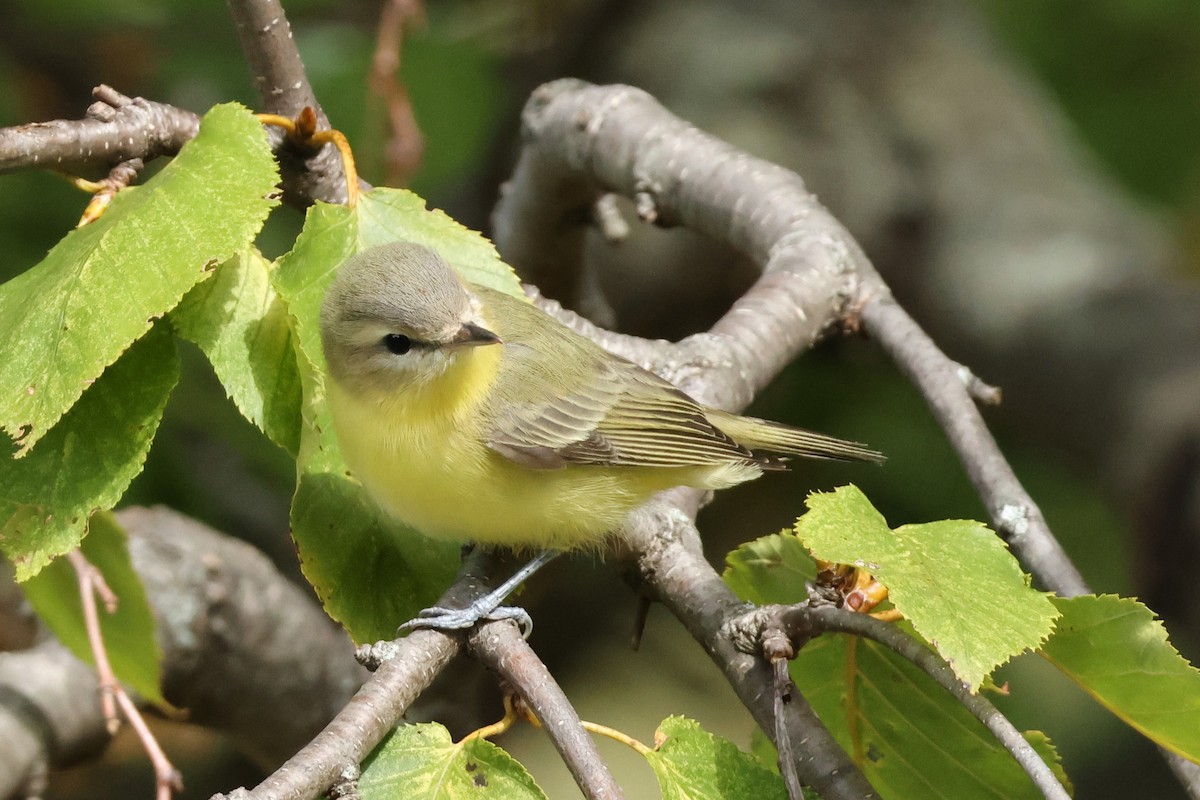 Philadelphia Vireo - ML642228891
