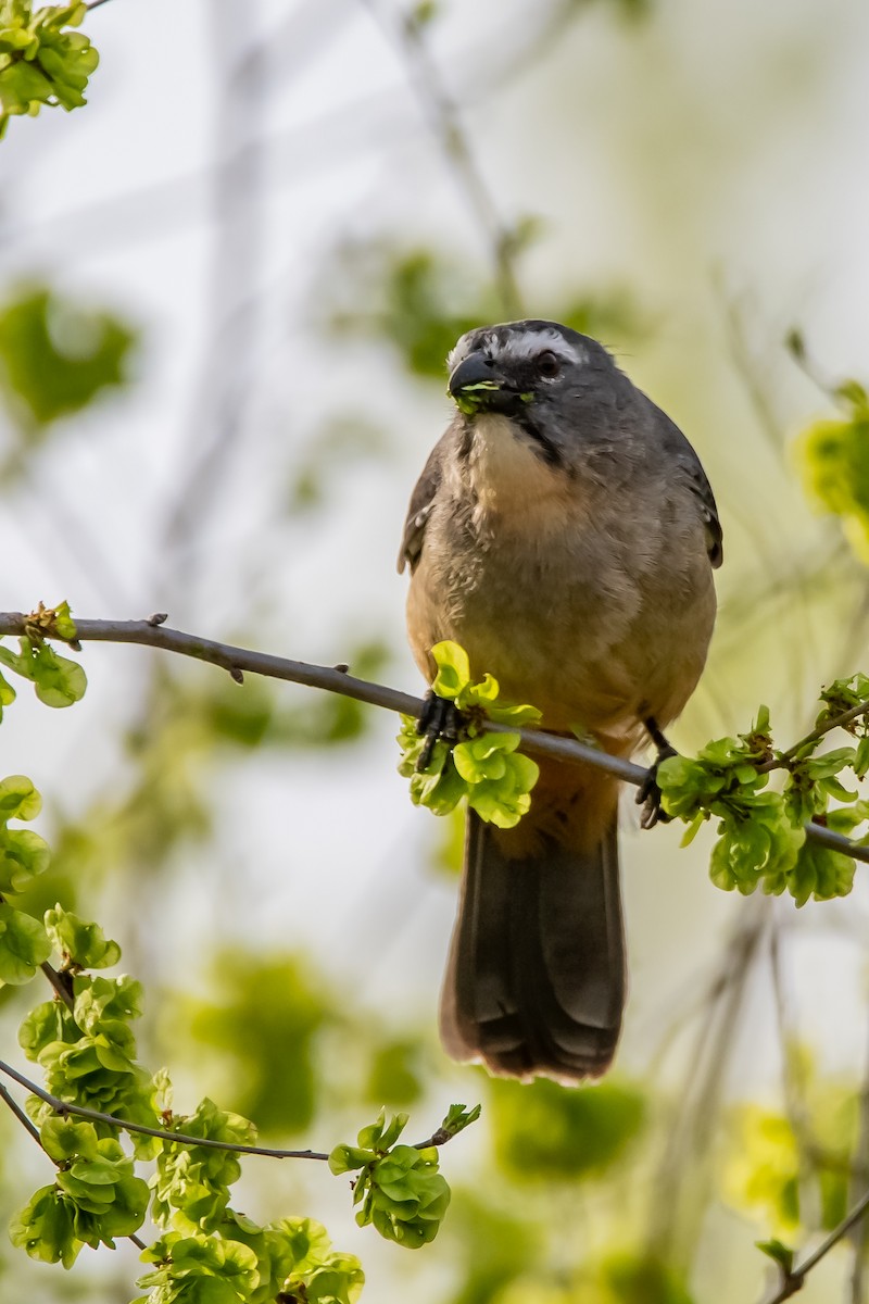 Bluish-gray Saltator - ML642228929