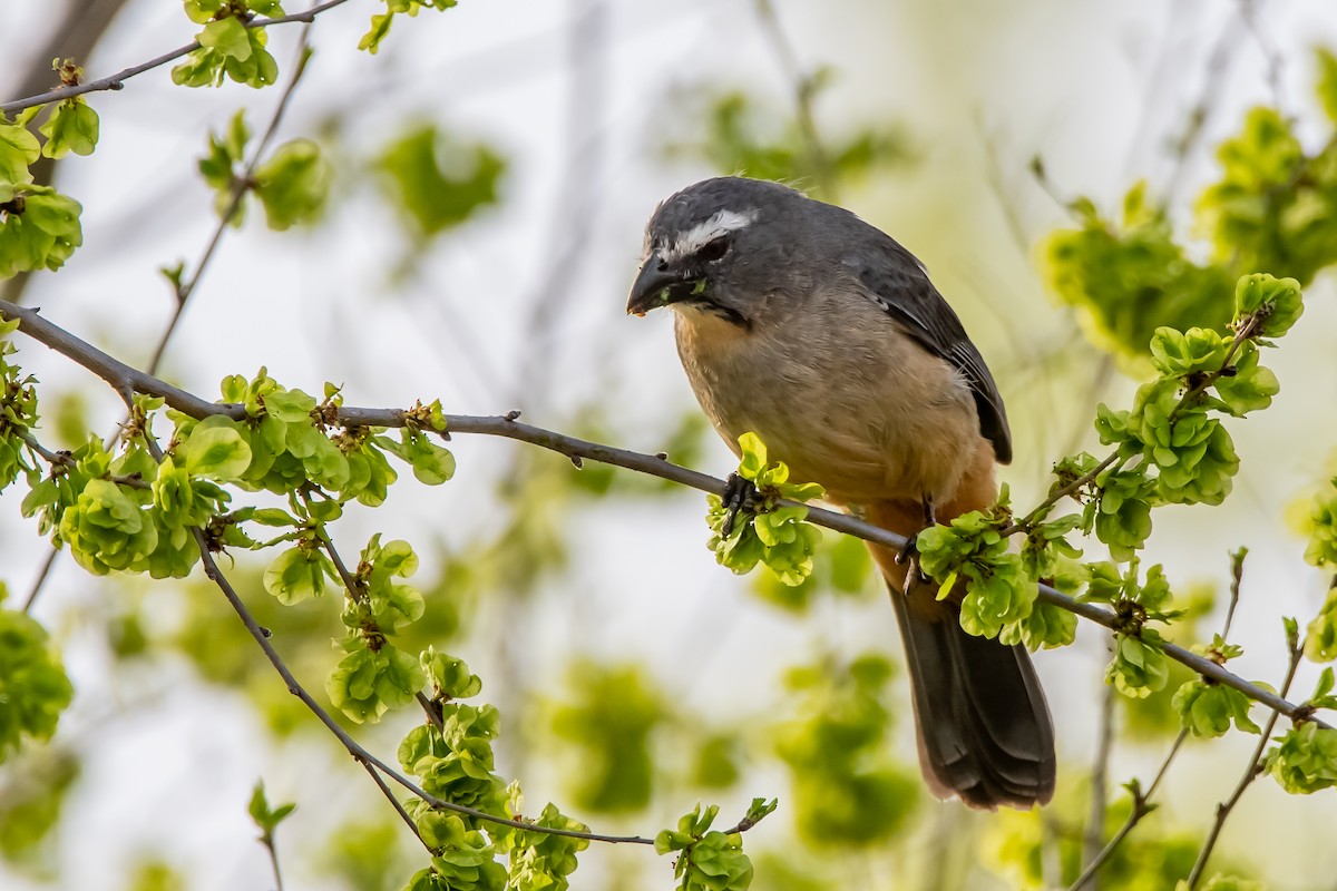 Bluish-gray Saltator - ML642228932