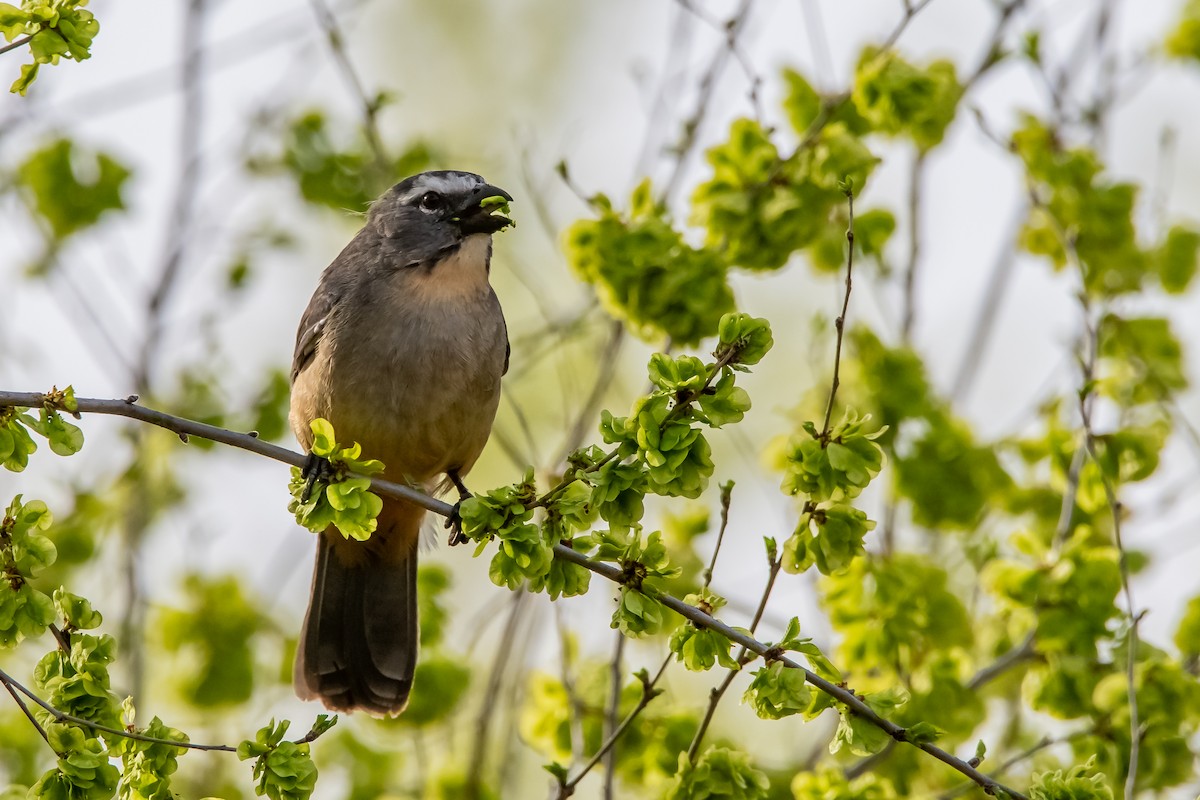 Bluish-gray Saltator - ML642228933