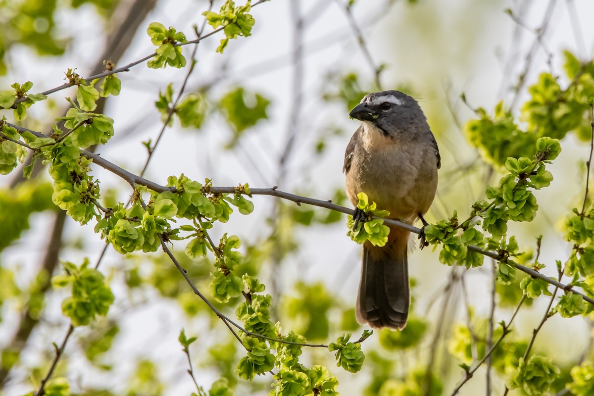 Bluish-gray Saltator - ML642228935