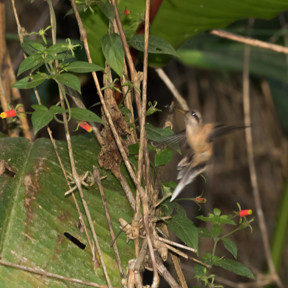 Dusky-throated Hermit - ML642228939