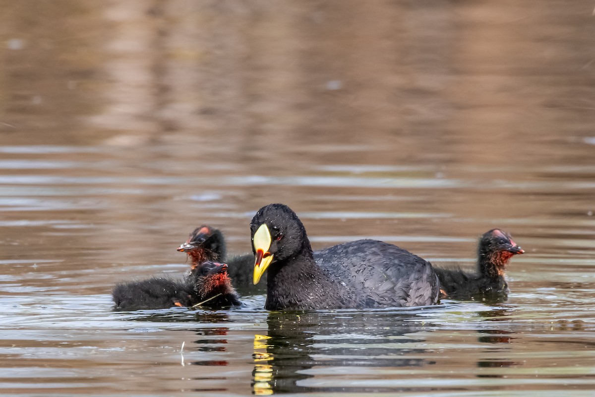 Red-gartered Coot - ML642228993