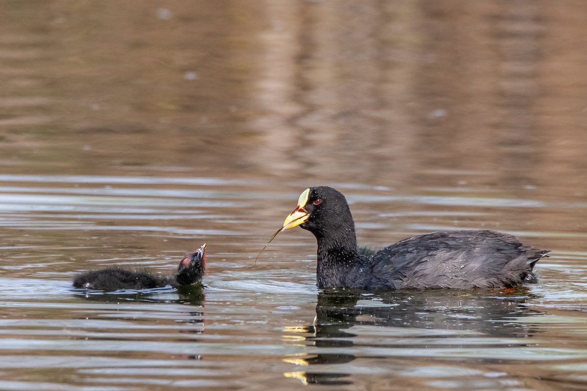 Red-gartered Coot - ML642228994