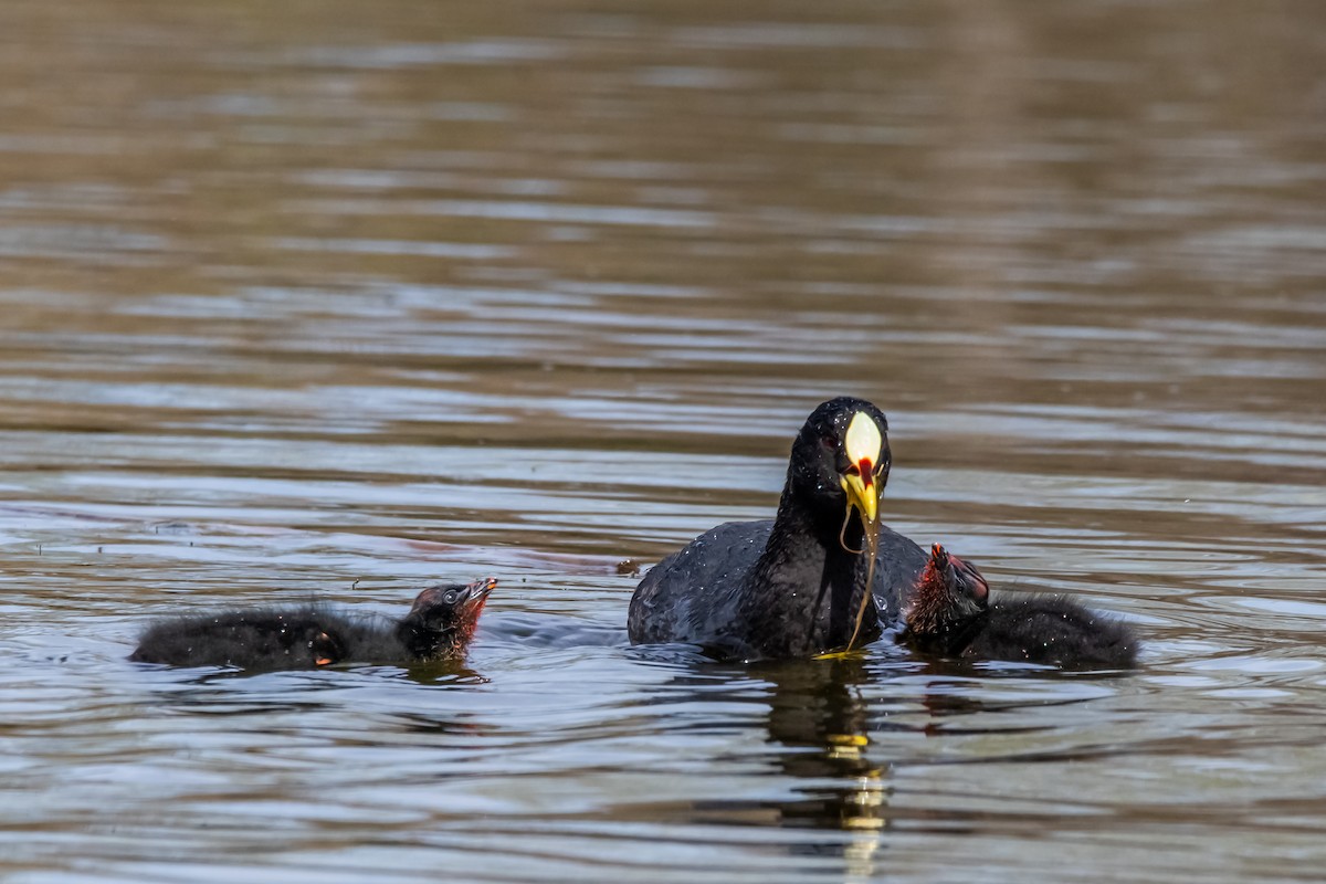 Red-gartered Coot - ML642228995