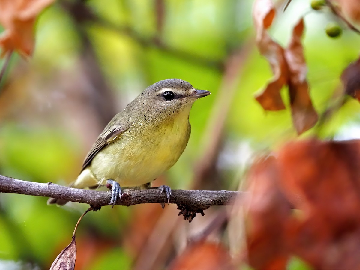 Philadelphia Vireo - ML642228998