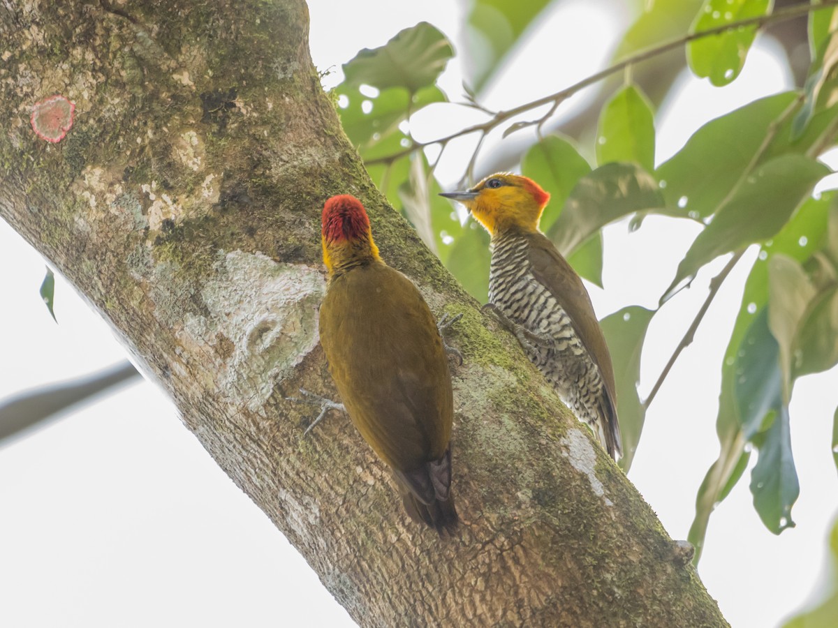 Carpintero Gorjigualdo - ML642228999