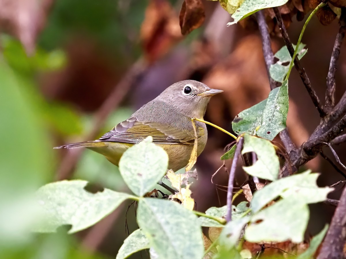 Nashville Warbler - ML642229025