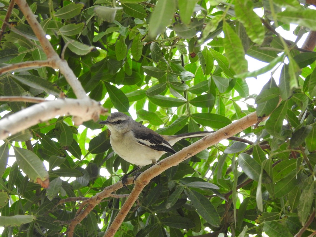 White-banded Mockingbird - ML642229034