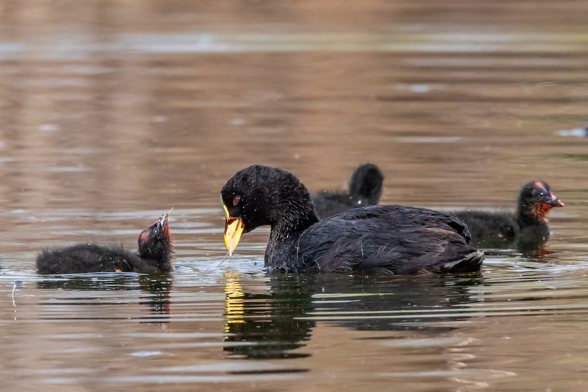 Red-gartered Coot - ML642229041