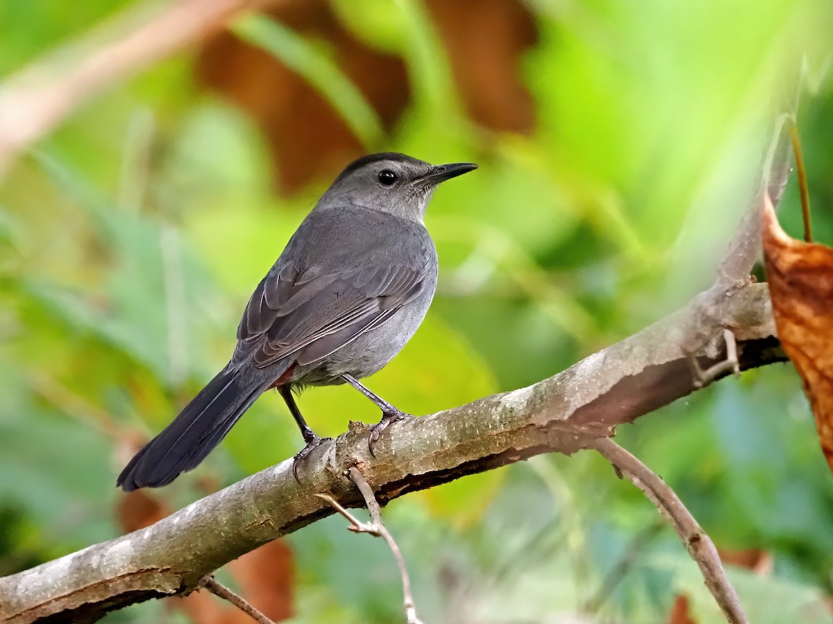 Gray Catbird - ML642229043