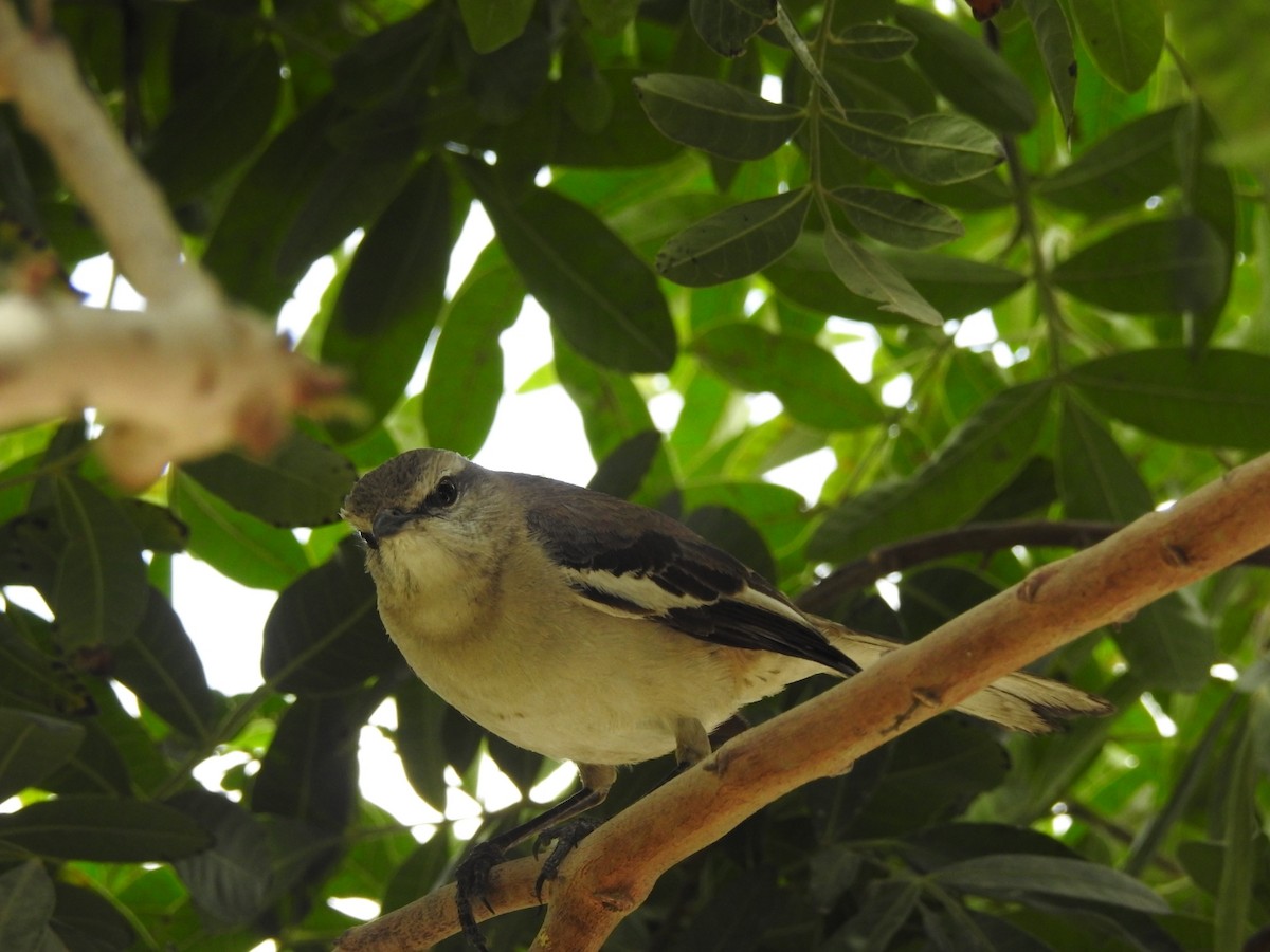 White-banded Mockingbird - ML642229046