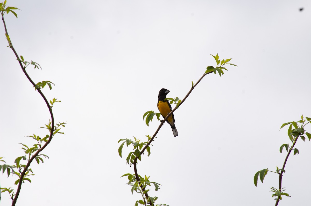 Black-backed Grosbeak - ML642229047