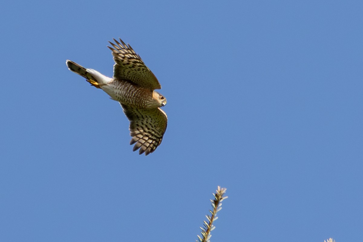 Sharp-shinned Hawk - ML642229068