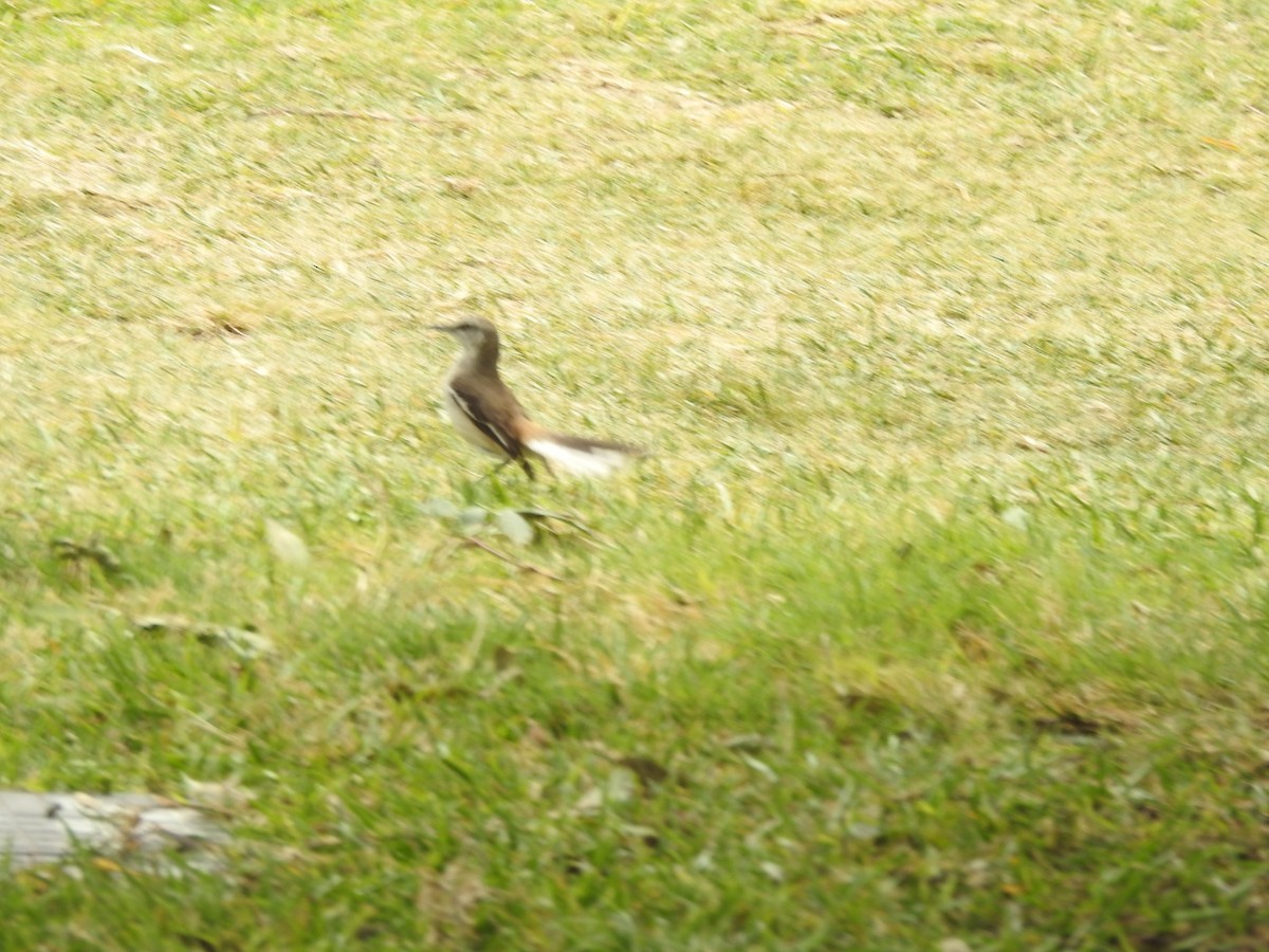 White-banded Mockingbird - ML642229069