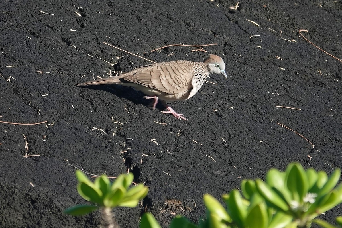 Zebra Dove - ML642229111