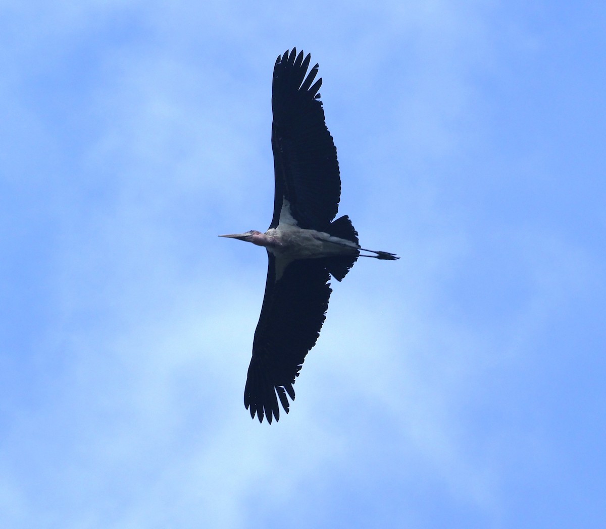 Marabu afrikarra - ML642229129