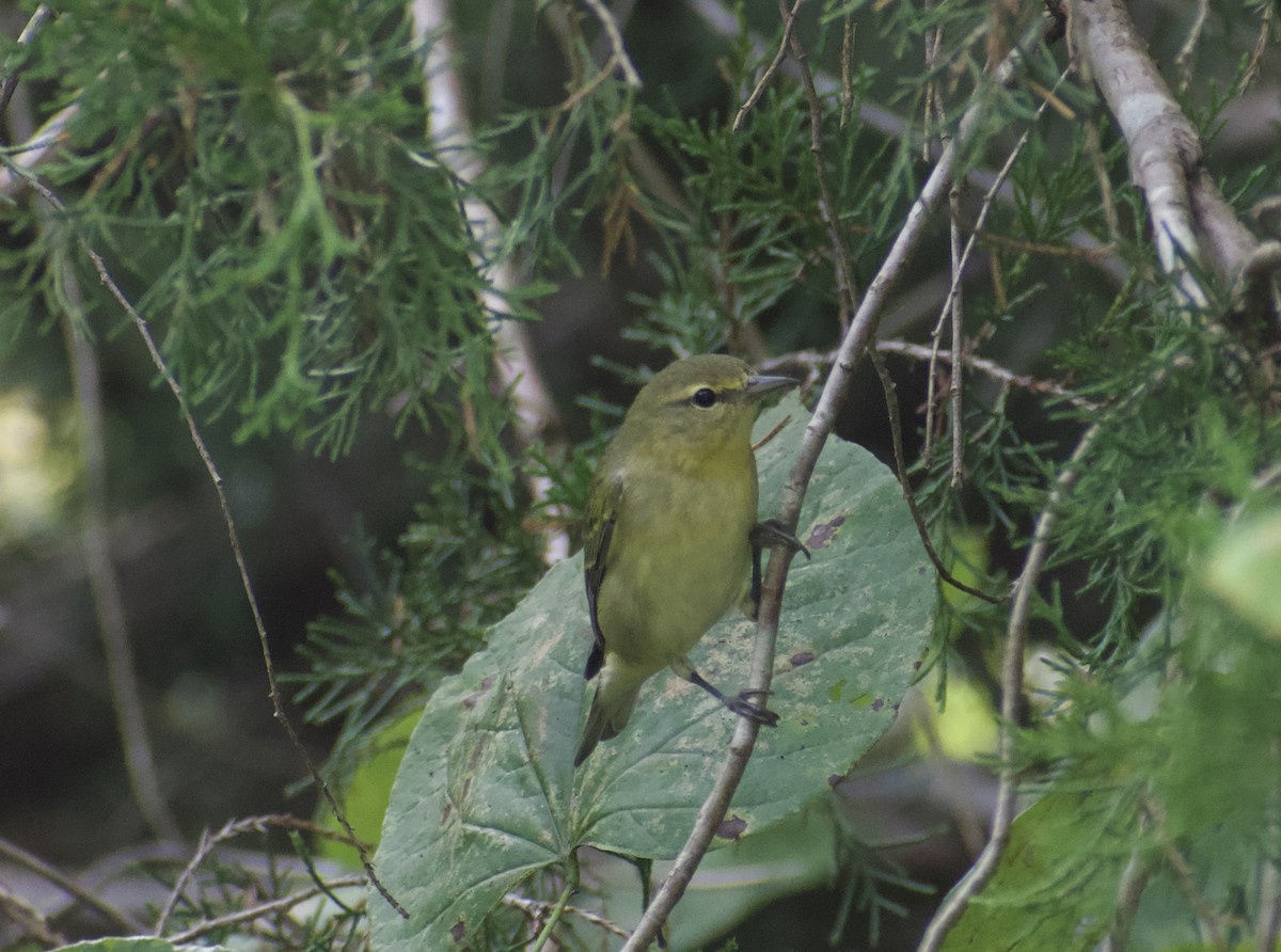 Tennessee Warbler - ML642229140