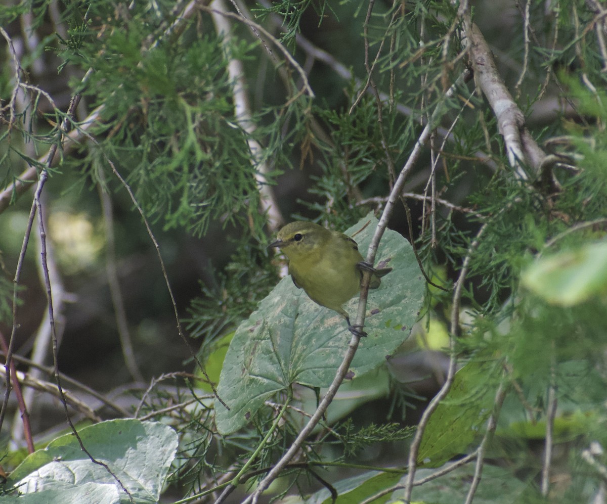 Tennessee Warbler - ML642229141