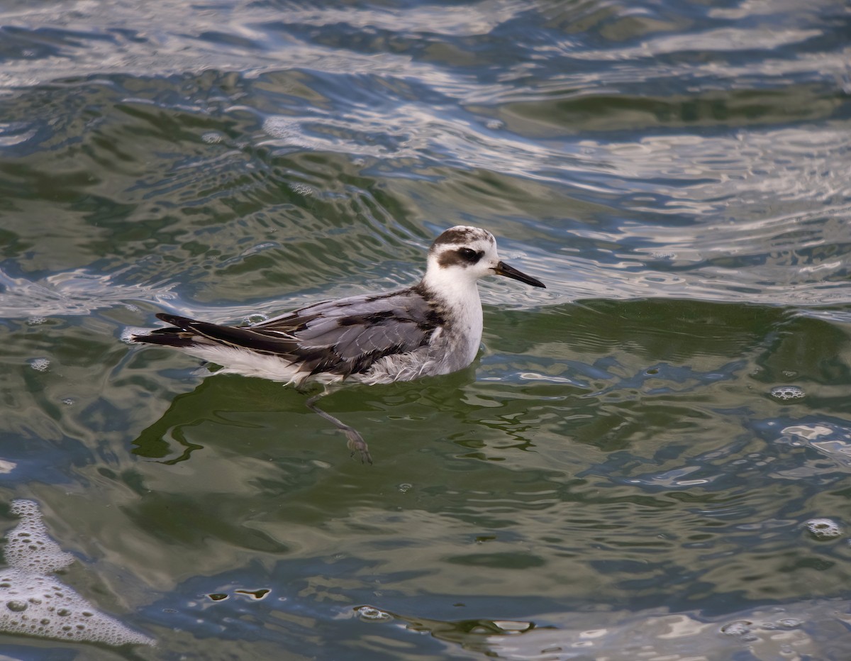 Red Phalarope - ML642229149