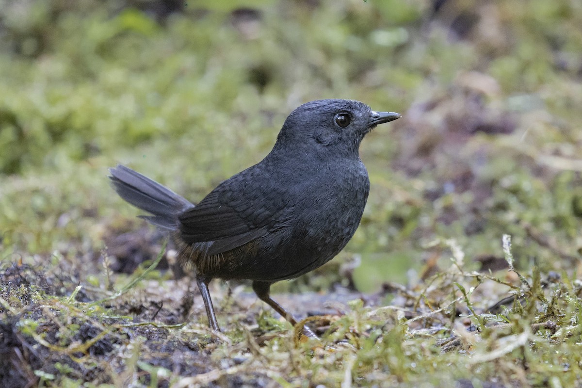 Tatama Tapaculo - ML642229221