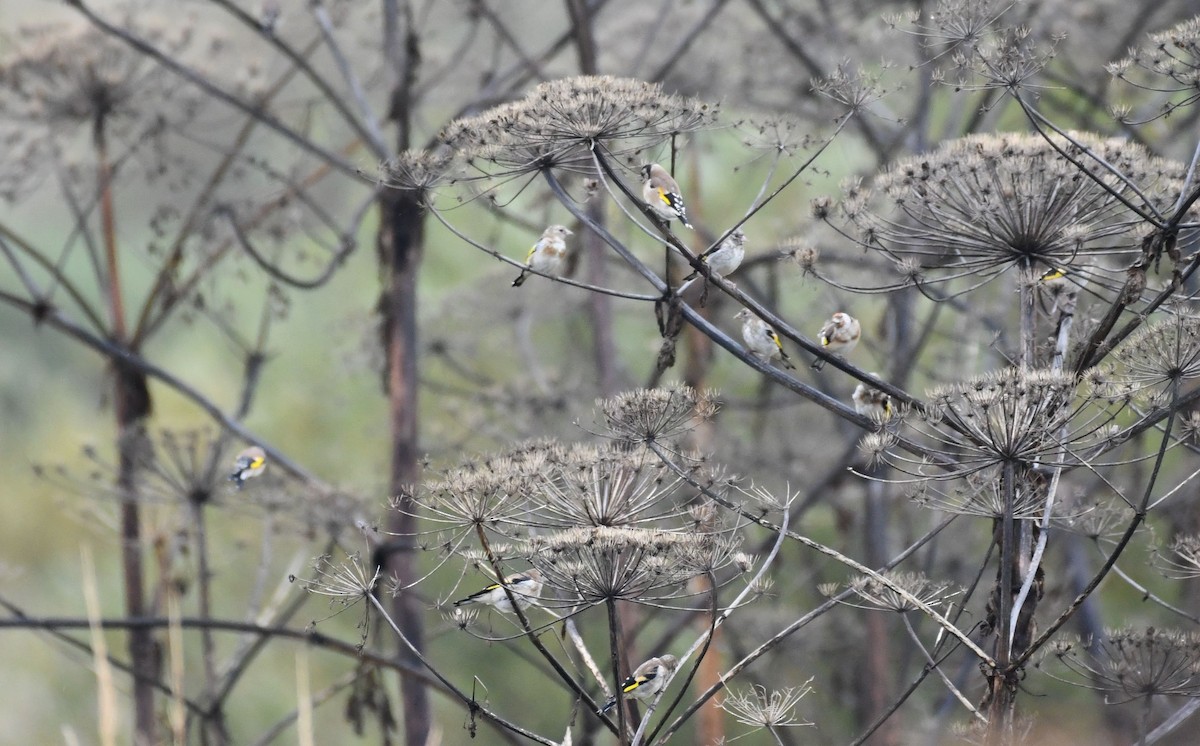 European Goldfinch - ML642229231