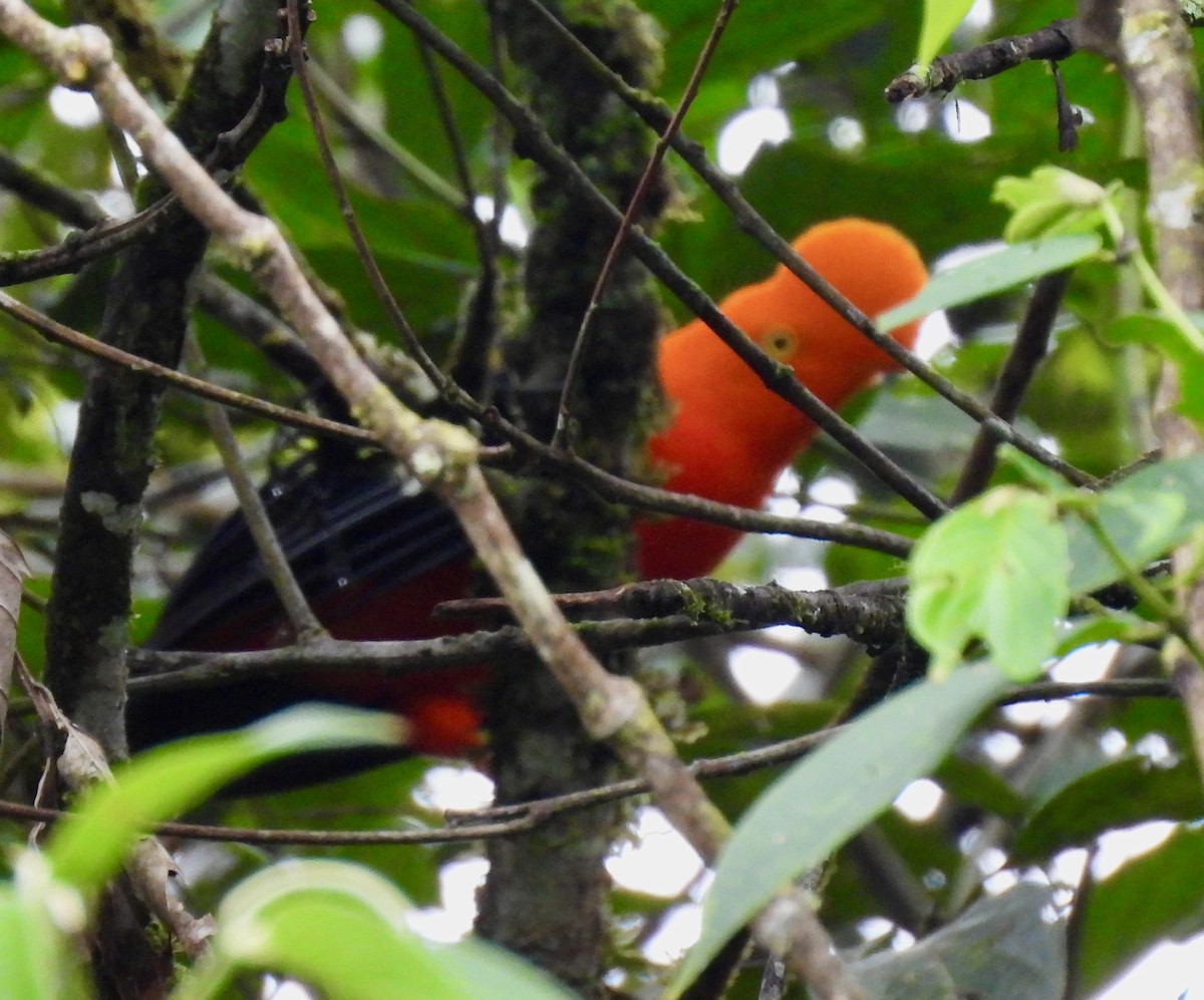 Andean Cock-of-the-rock - ML642229247