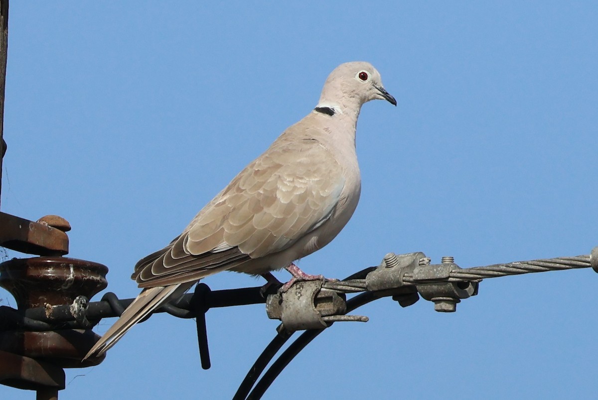 Eurasian Collared-Dove - ML642229279