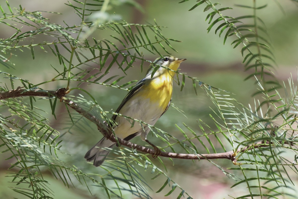 lesňáček lišejníkový - ML642229358