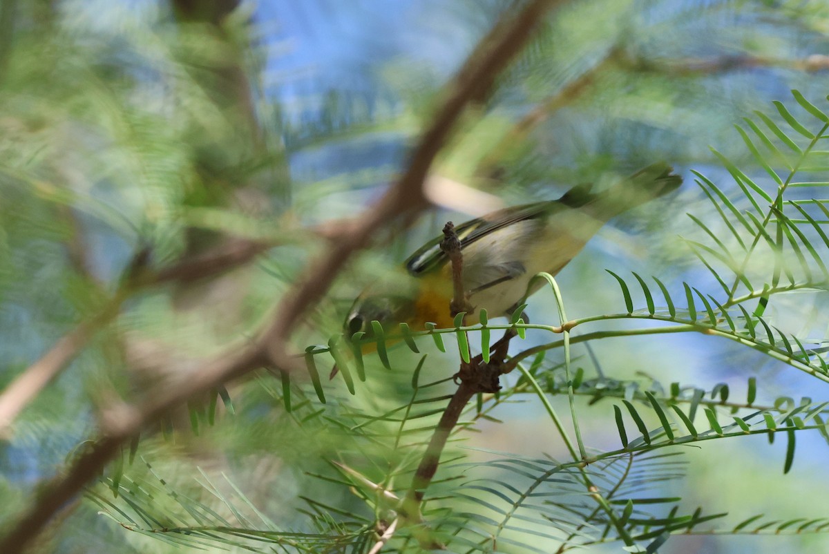 lesňáček lišejníkový - ML642229359