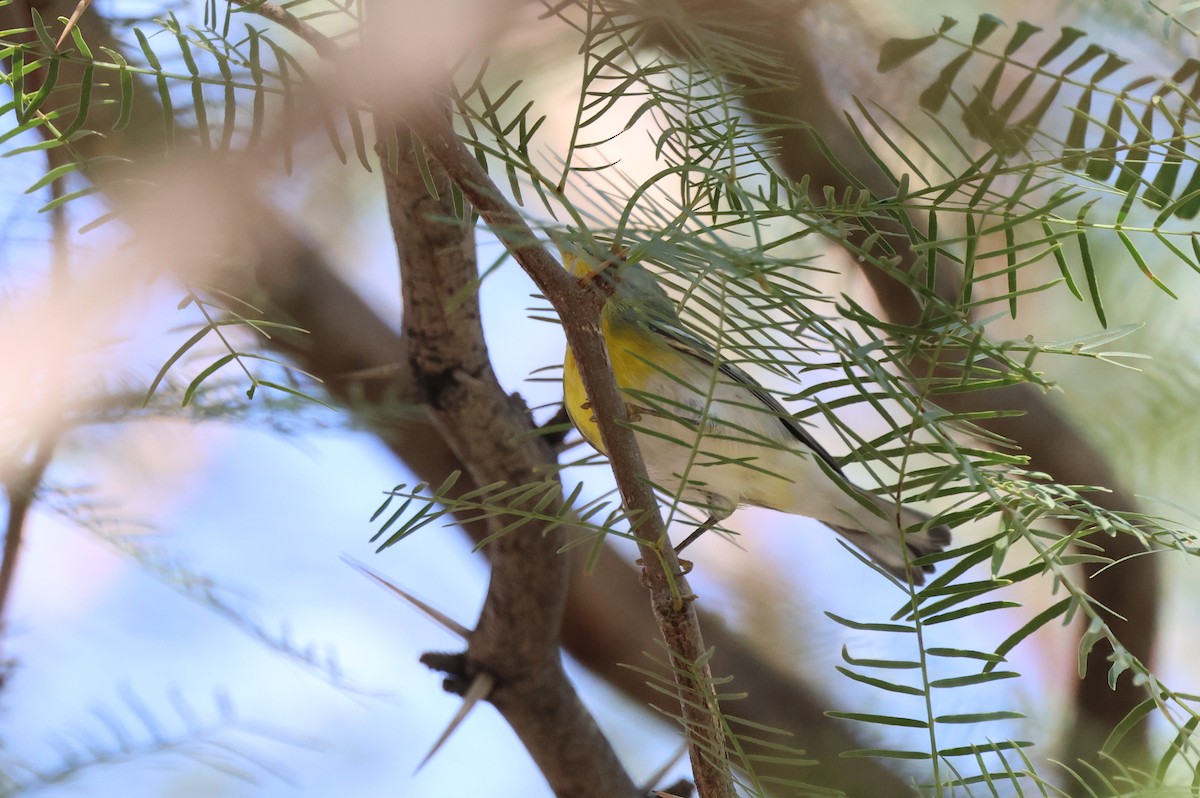 lesňáček lišejníkový - ML642229361