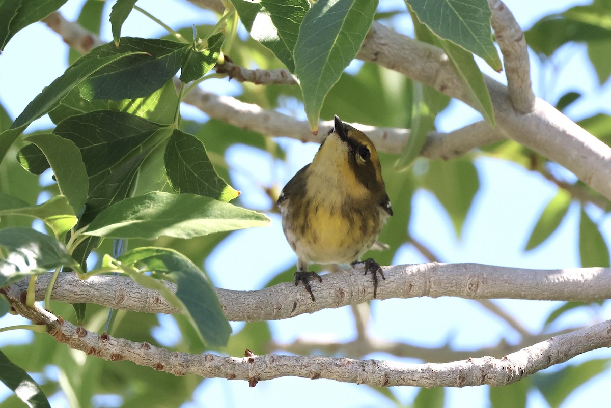 Townsend's Warbler - ML642229365