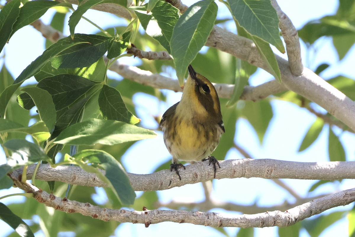 Townsend's Warbler - ML642229366