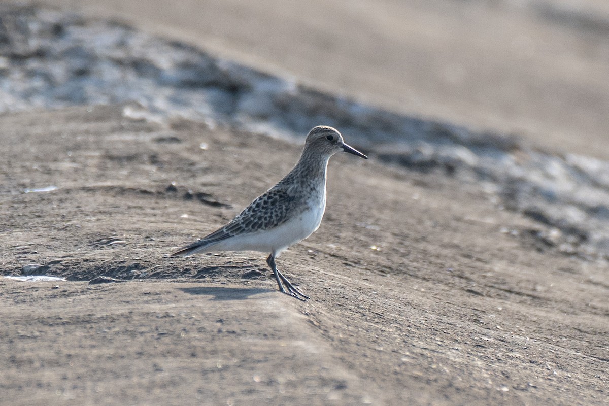 gulbrystsnipe - ML642229368