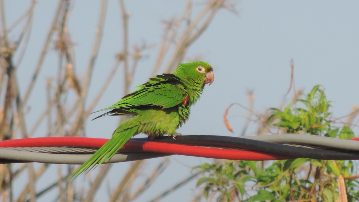 White-eyed Parakeet - ML642229379