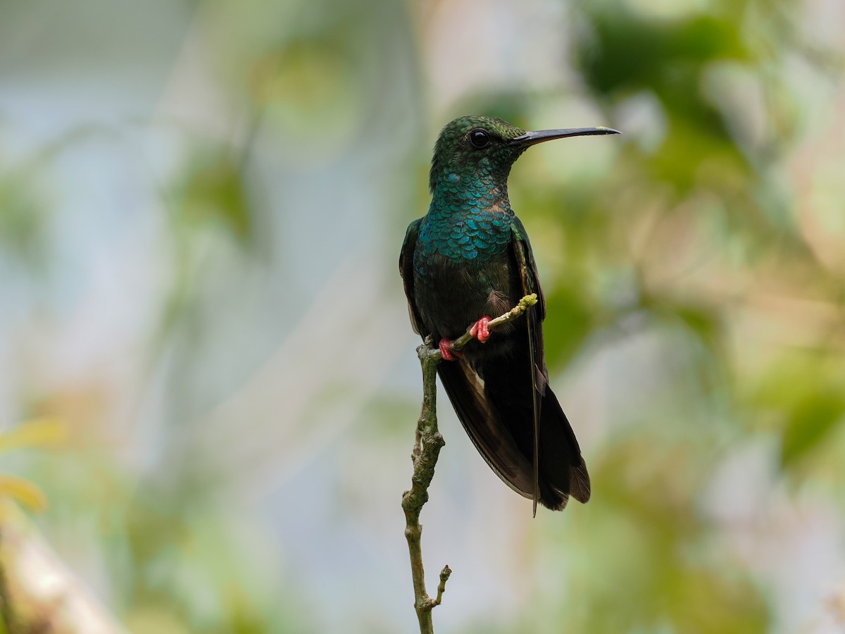 Colibri à queue bronzée - ML642229417