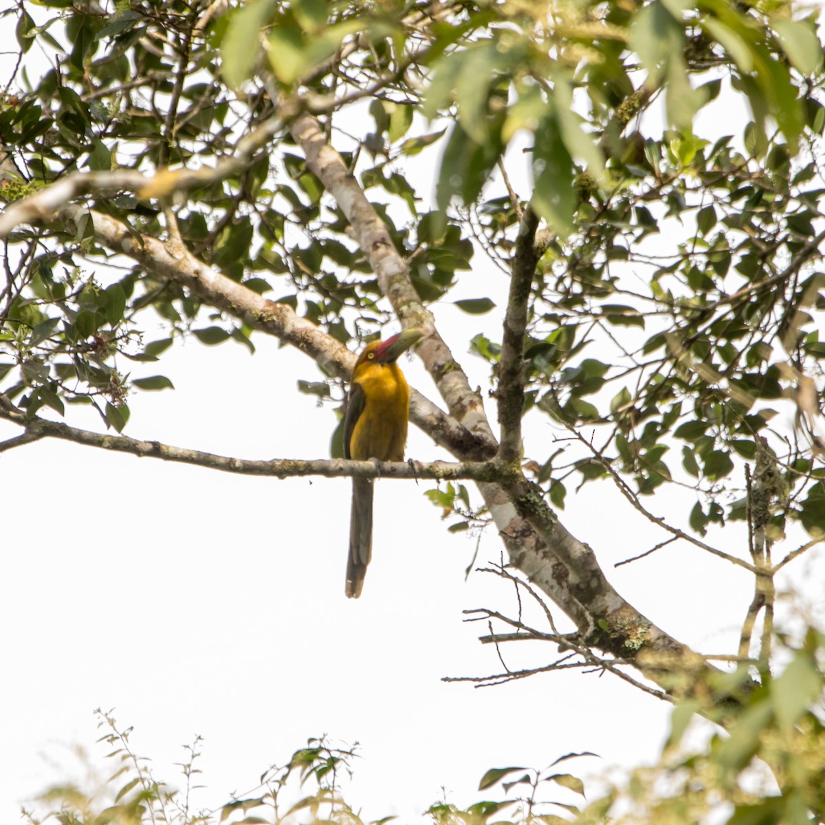 Saffron Toucanet - ML642229513