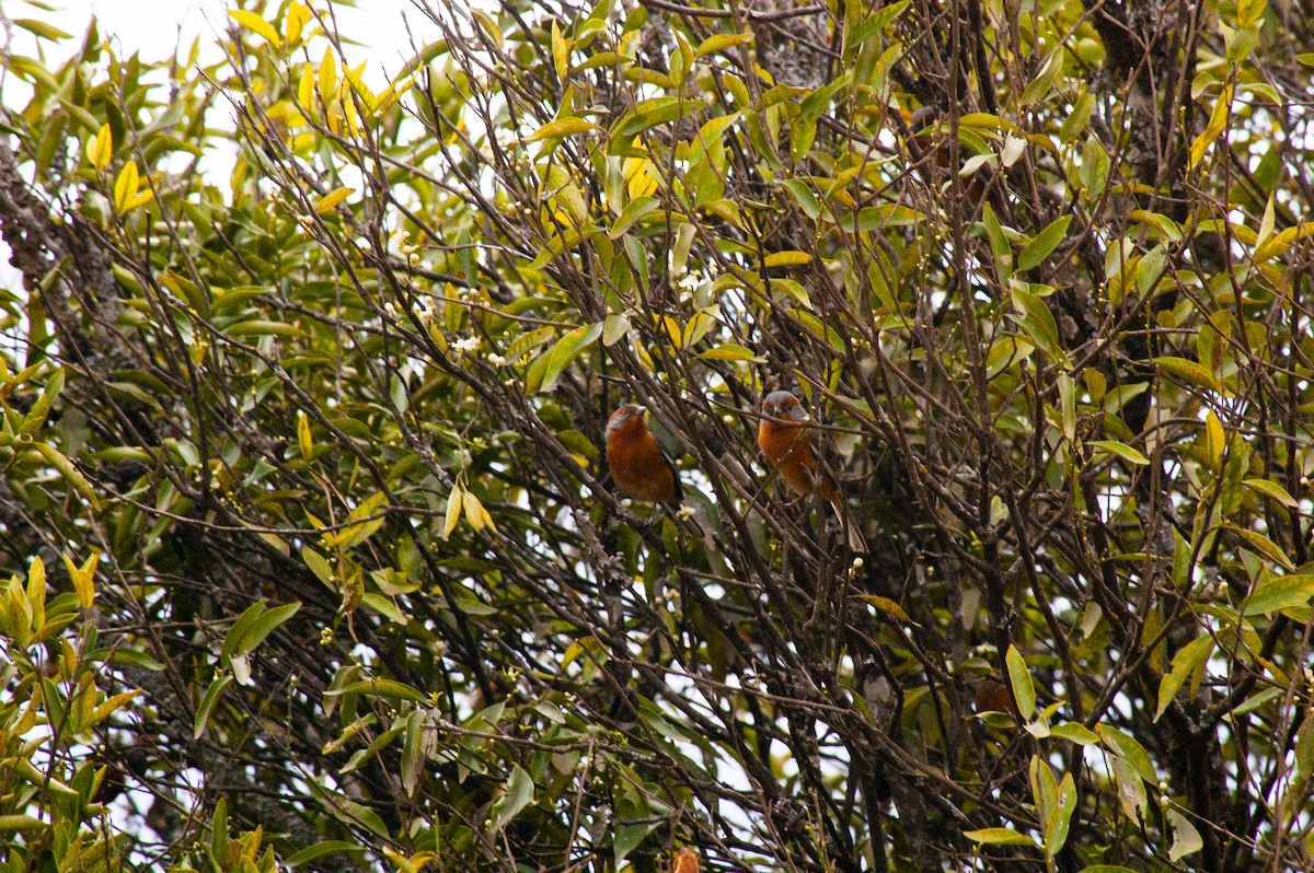 Rusty-browed Warbling Finch - ML642229521