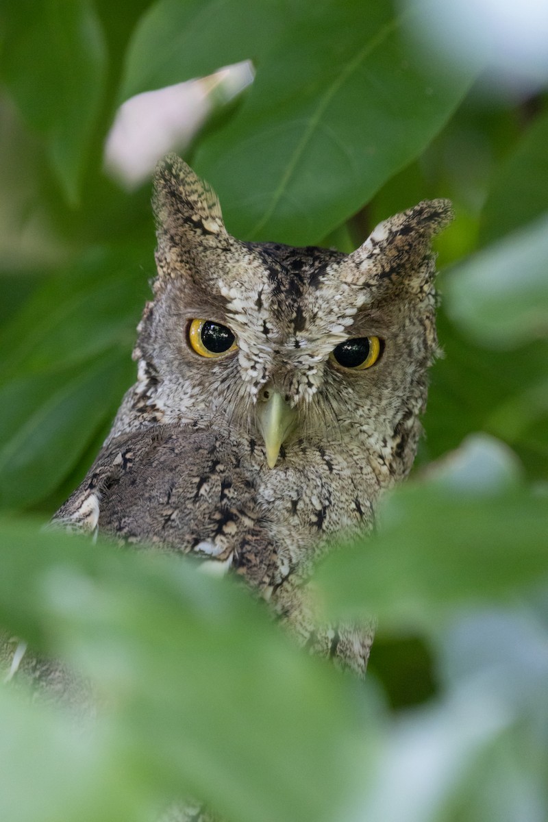Pacific Screech-Owl - ML642229522