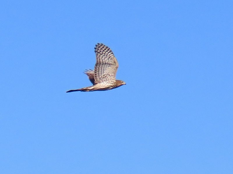 Cooper's Hawk - Karen Lebing
