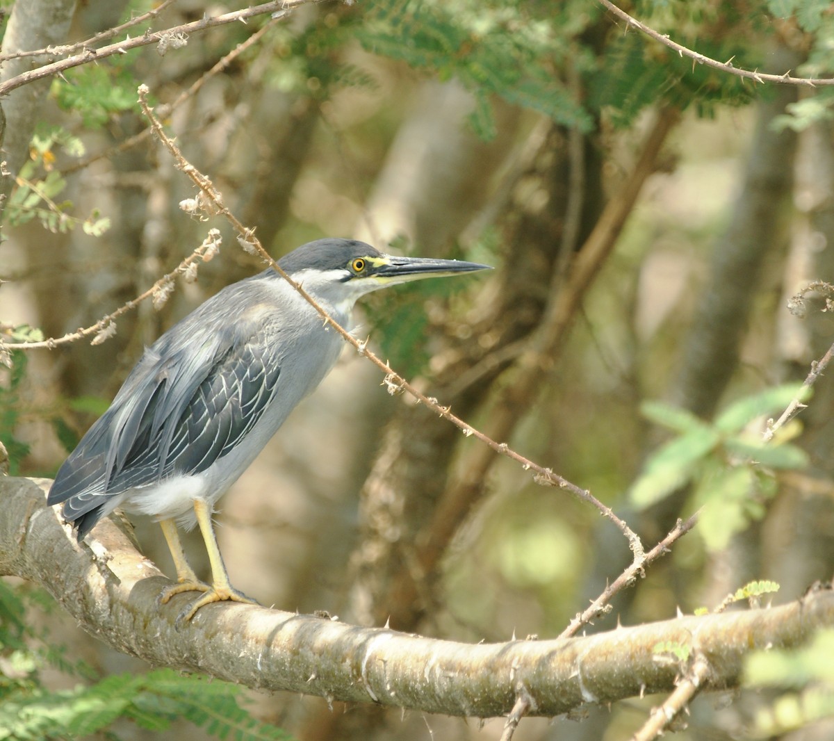 Striated Heron - ML642229548