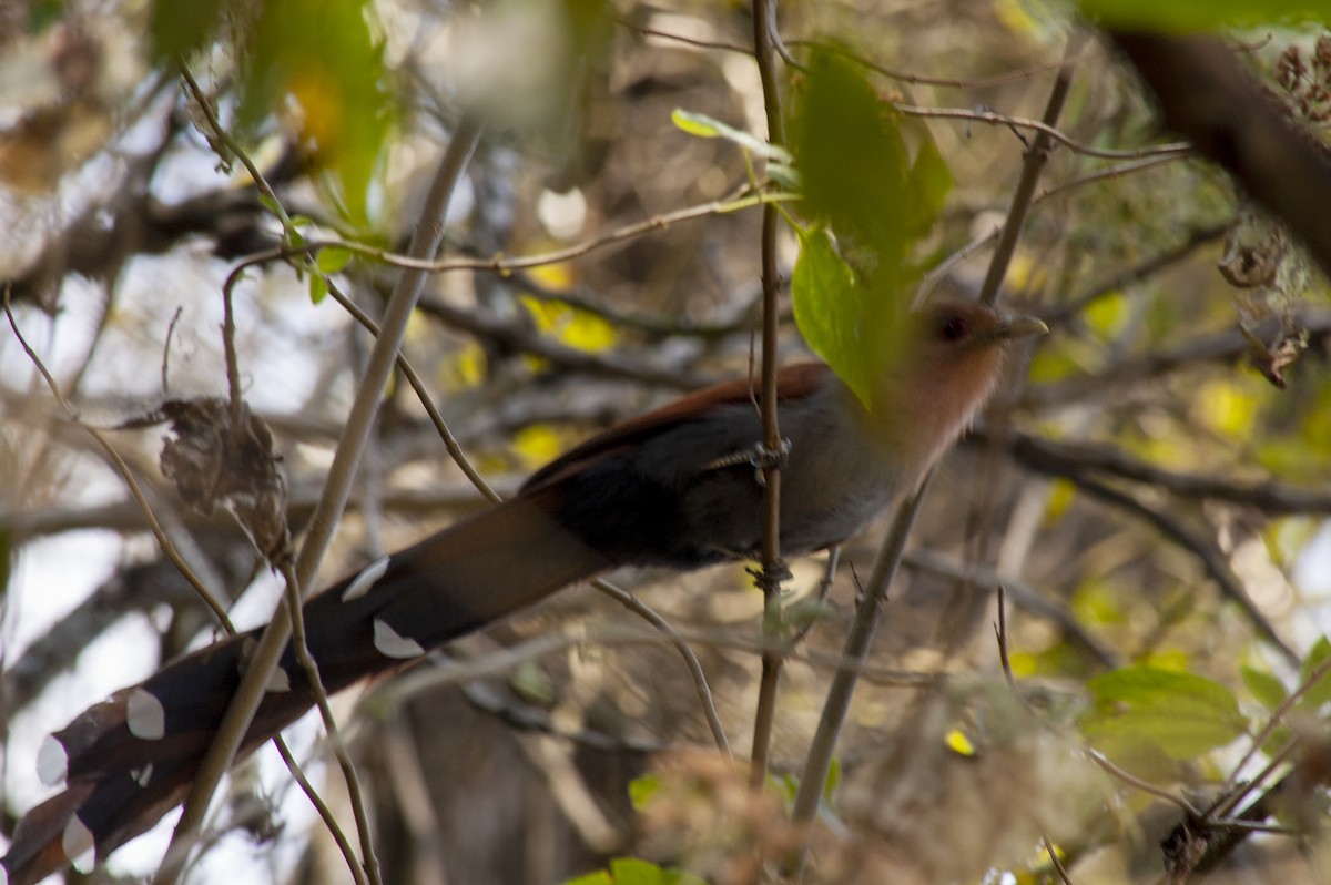Common Squirrel-Cuckoo - ML642229553