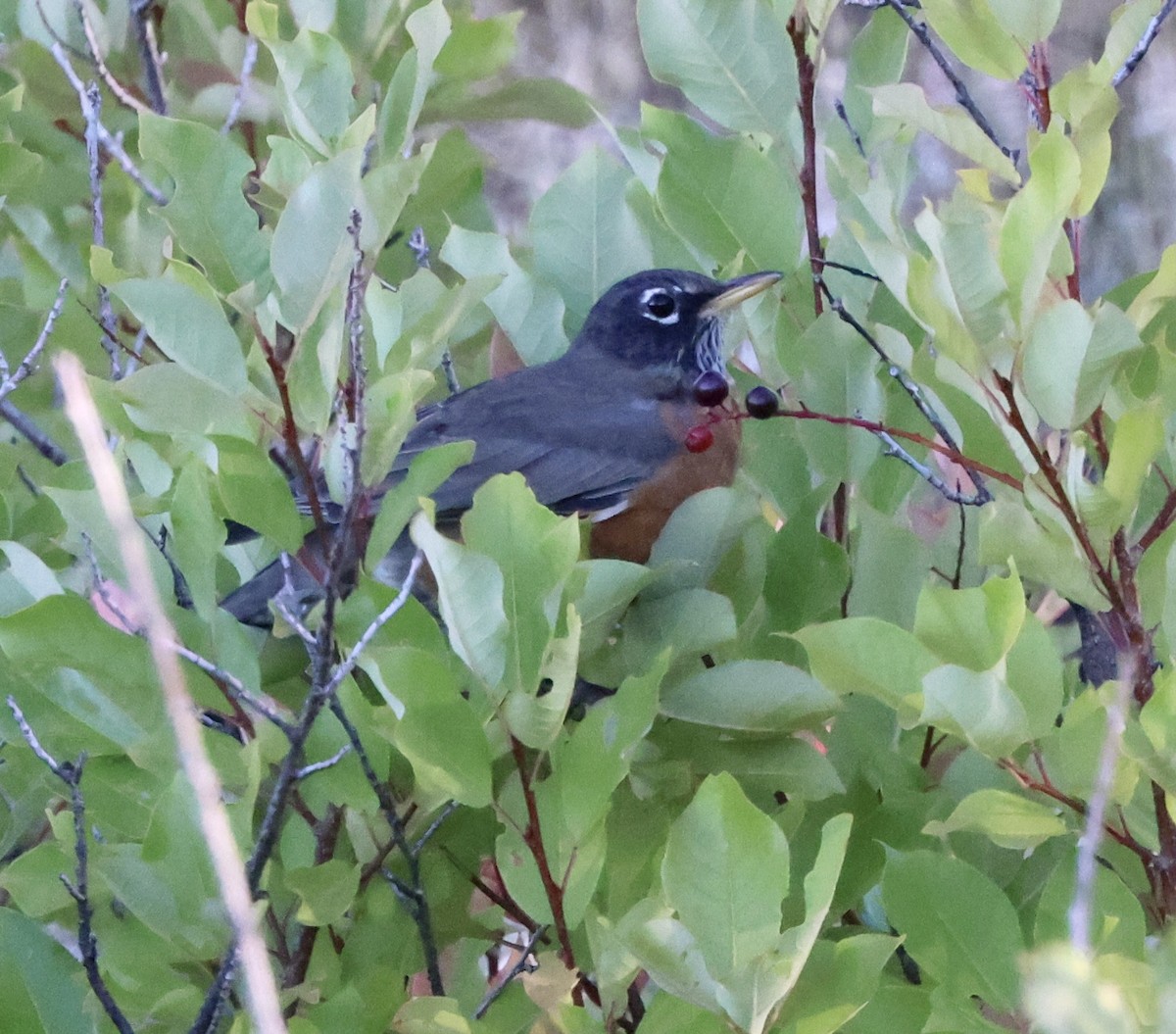 American Robin - ML642229582